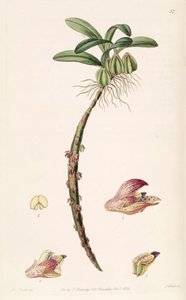 Illustration of Bulbophyllum bracteolatum (spelled Bolbophyllum bracteolatum)